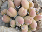 Mixed Baby Bum SEEDS, Gibbaeum Succulent Seeds, GB0125