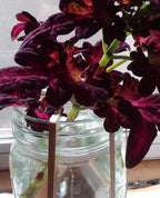 Black Dragon Coleus Seeds, Indoor Shade Plant CC0120P