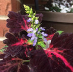 Black Dragon Coleus Seeds, Indoor Shade Plant CC0120P