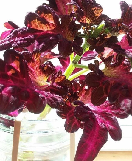 Black Dragon Coleus Seeds, Indoor Shade Plant CC0120P