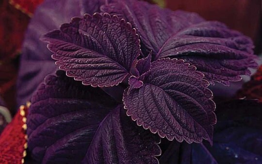 Giant Chocolate Coleus, Palisandra Exhibition Seeds, Indoor Shade Plant CC0610