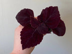 Giant Chocolate Coleus, Palisandra Exhibition Seeds, Indoor Shade Plant CC0610