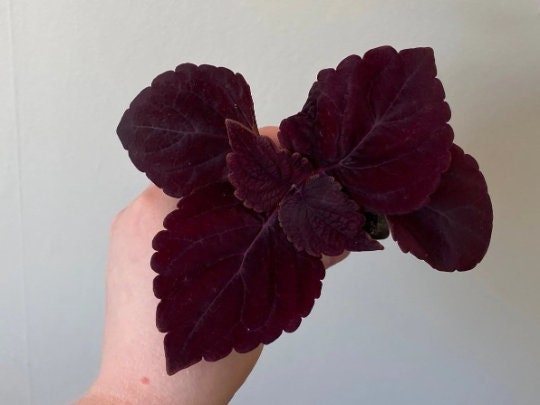 Giant Chocolate Coleus, Palisandra Exhibition Seeds, Indoor Shade Plant CC0610