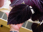Giant Chocolate Coleus, Palisandra Exhibition Seeds, Indoor Shade Plant CC0610