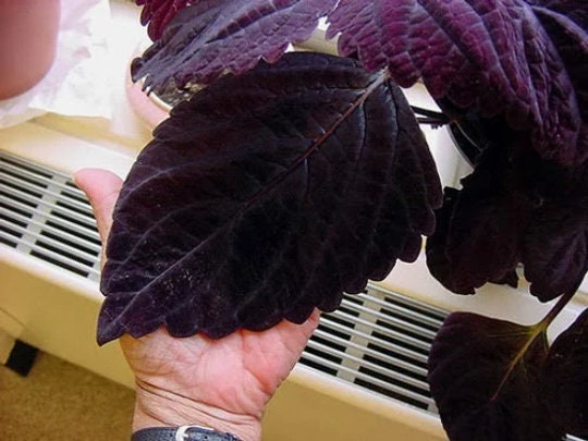 Giant Chocolate Coleus, Palisandra Exhibition Seeds, Indoor Shade Plant CC0610
