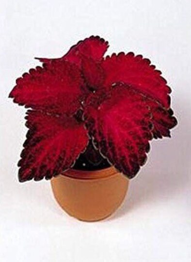 Red Velvet Super Fine Rainbow Coleus Seeds, Indoor Shade Plant CC0820P