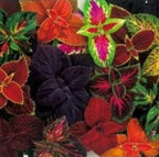 Bulk Rainbow Mix Coleus Seeds, Indoor Shade Plant CC072C