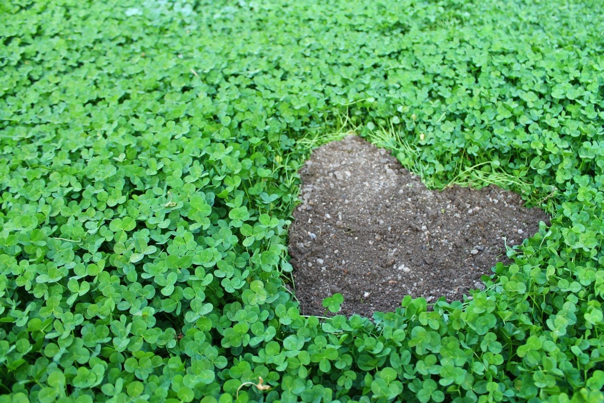 25,000 True Micro Clover Eco Friendly Lawn Replacement Seeds, Trifolium Repens var. Pirouette, Ground Cover TR0325M