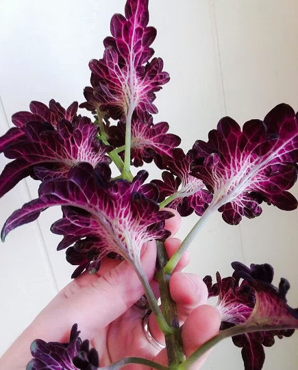 Black Dragon Coleus Seeds, Indoor Shade Plant CC0120P