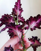 Black Dragon Coleus Seeds, Indoor Shade Plant CC0120P
