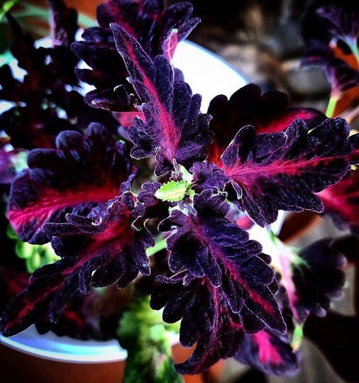 Black Dragon Coleus Seeds, Indoor Shade Plant CC0120P