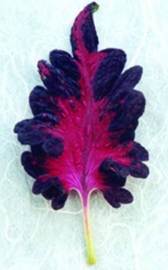 Black Dragon Coleus Seeds, Indoor Shade Plant CC0120P