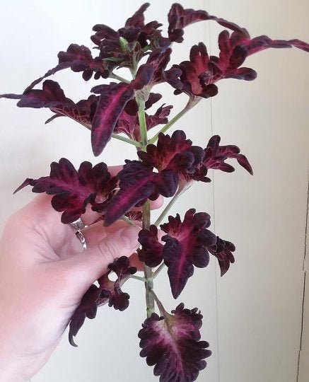 Black Dragon Coleus Seeds, Indoor Shade Plant CC0120P