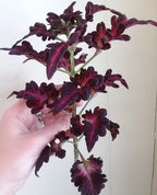 Black Dragon Coleus Seeds, Indoor Shade Plant CC0120P