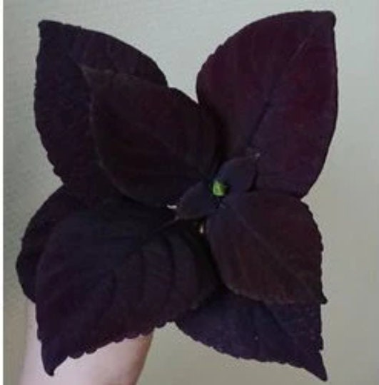 Giant Chocolate Coleus, Palisandra Exhibition Seeds, Indoor Shade Plant CC0610