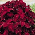 Red Velvet Super Fine Rainbow Coleus Seeds, Indoor Shade Plant CC0820P