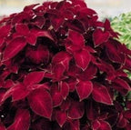 Red Velvet Super Fine Rainbow Coleus Seeds, Indoor Shade Plant CC0820P