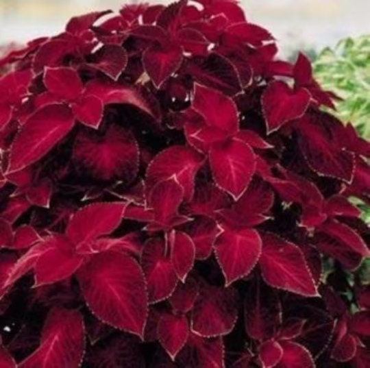 Red Velvet Super Fine Rainbow Coleus Seeds, Indoor Shade Plant CC0820P