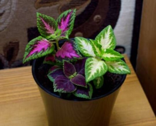 Bulk Rainbow Mix Coleus Seeds, Indoor Shade Plant CC072C