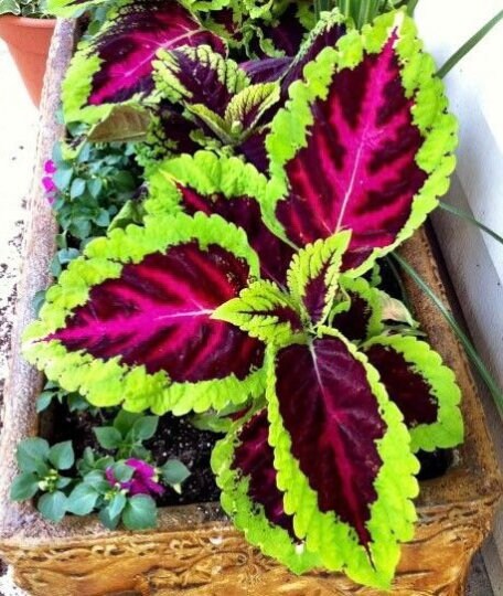 Kong Rose Coleus Seeds, Indoor Shade Plant CC0510P