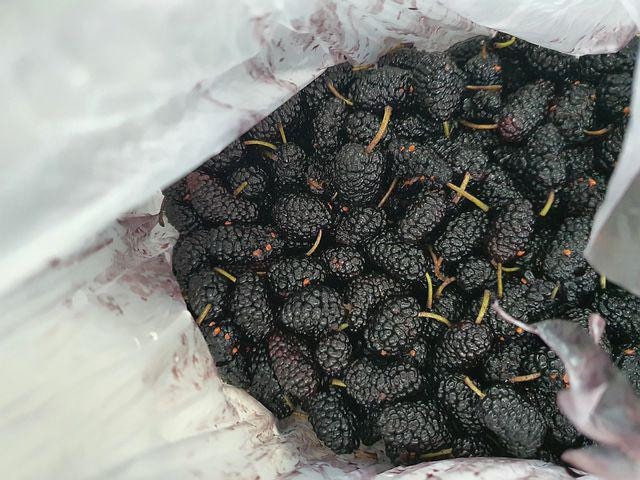 新鮮マルベリー Black Mulberry Seeds, Morus Nigra MO8050 – SeedCult