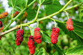 Red Mulberry Seeds, Morus Rubra, American Mulberry MO8115