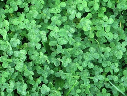 25,000 True Micro Clover Eco Friendly Lawn Replacement Seeds, Trifolium Repens var. Pirouette, Ground Cover TR0325M