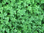 25,000 True Micro Clover Eco Friendly Lawn Replacement Seeds, Trifolium Repens var. Pirouette, Ground Cover TR0325M