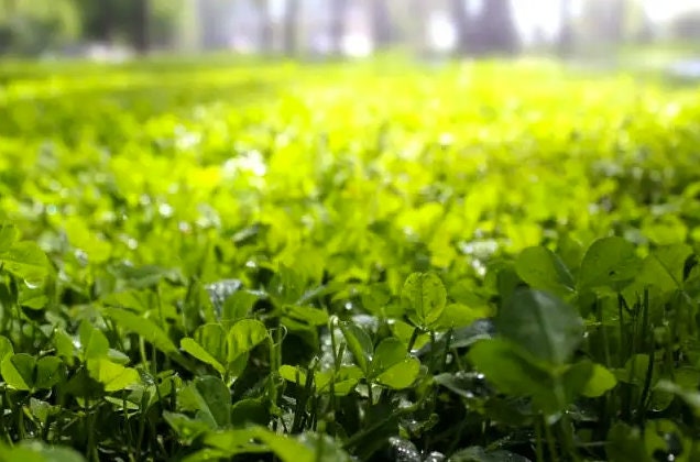 25,000 True Micro Clover Eco Friendly Lawn Replacement Seeds, Trifolium Repens var. Pirouette, Ground Cover TR0325M