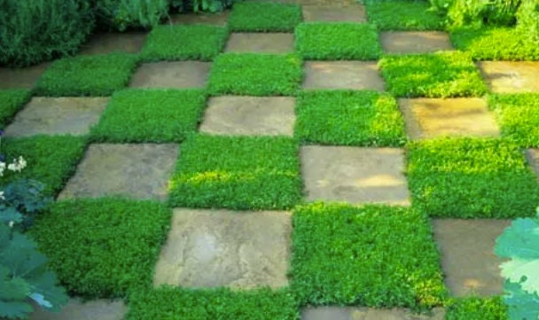 25,000 True Micro Clover Eco Friendly Lawn Replacement Seeds, Trifolium Repens var. Pirouette, Ground Cover TR0325M