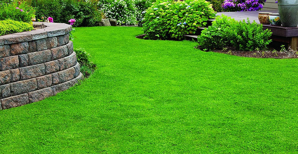 25,000 True Micro Clover Eco Friendly Lawn Replacement Seeds, Trifolium Repens var. Pirouette, Ground Cover TR0325M