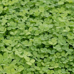 25,000 True Micro Clover Eco Friendly Lawn Replacement Seeds, Trifolium Repens var. Pirouette, Ground Cover TR0325M