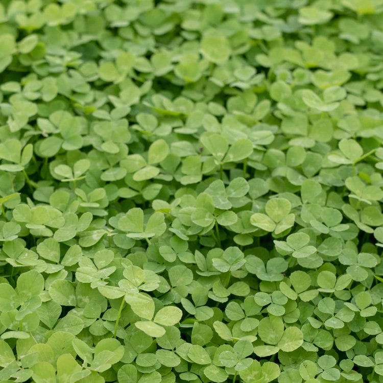 25,000 True Micro Clover Eco Friendly Lawn Replacement Seeds, Trifolium Repens var. Pirouette, Ground Cover TR0325M