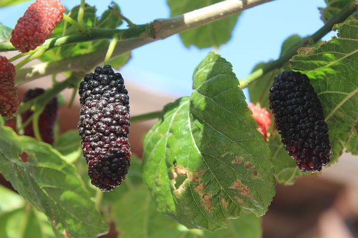 Black Mulberry Seeds, Morus Nigra MO8050 – SeedCult