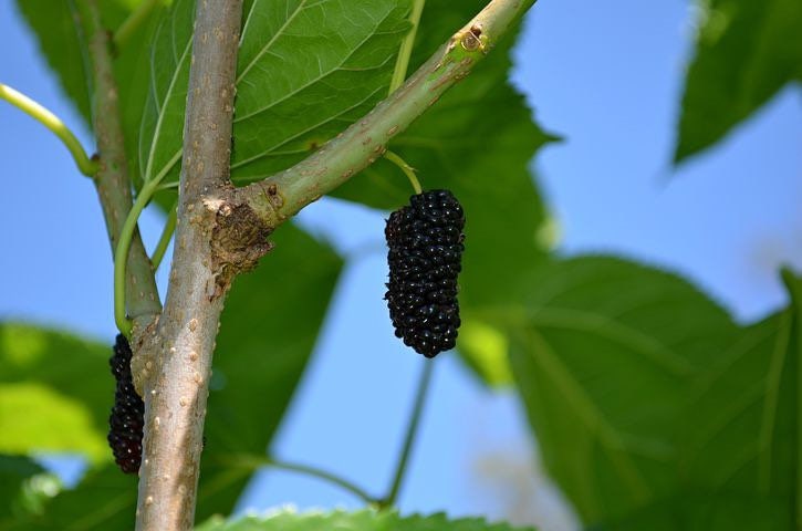 新鮮マルベリー Black Mulberry Seeds, Morus Nigra MO8050 – SeedCult