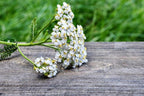 Bulk White Yarrow Seeds, Medicinal Native Plants, Achillea Milefolium AC035C