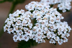 Bulk White Yarrow Seeds, Medicinal Native Plants, Achillea Milefolium AC035C
