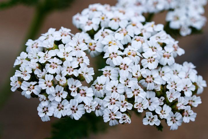 Bulk White Yarrow Seeds, Medicinal Native Plants, Achillea Milefolium AC035C