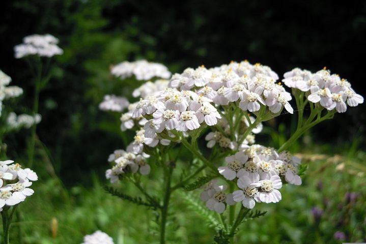 Bulk White Yarrow Seeds, Medicinal Native Plants, Achillea Milefolium AC035C