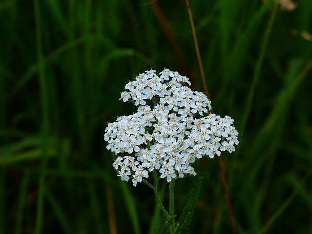 Bulk White Yarrow Seeds, Medicinal Native Plants, Achillea Milefolium AC035C