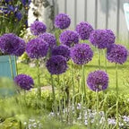 Giant Onion Seeds,  Allium Giganteum AL4225R