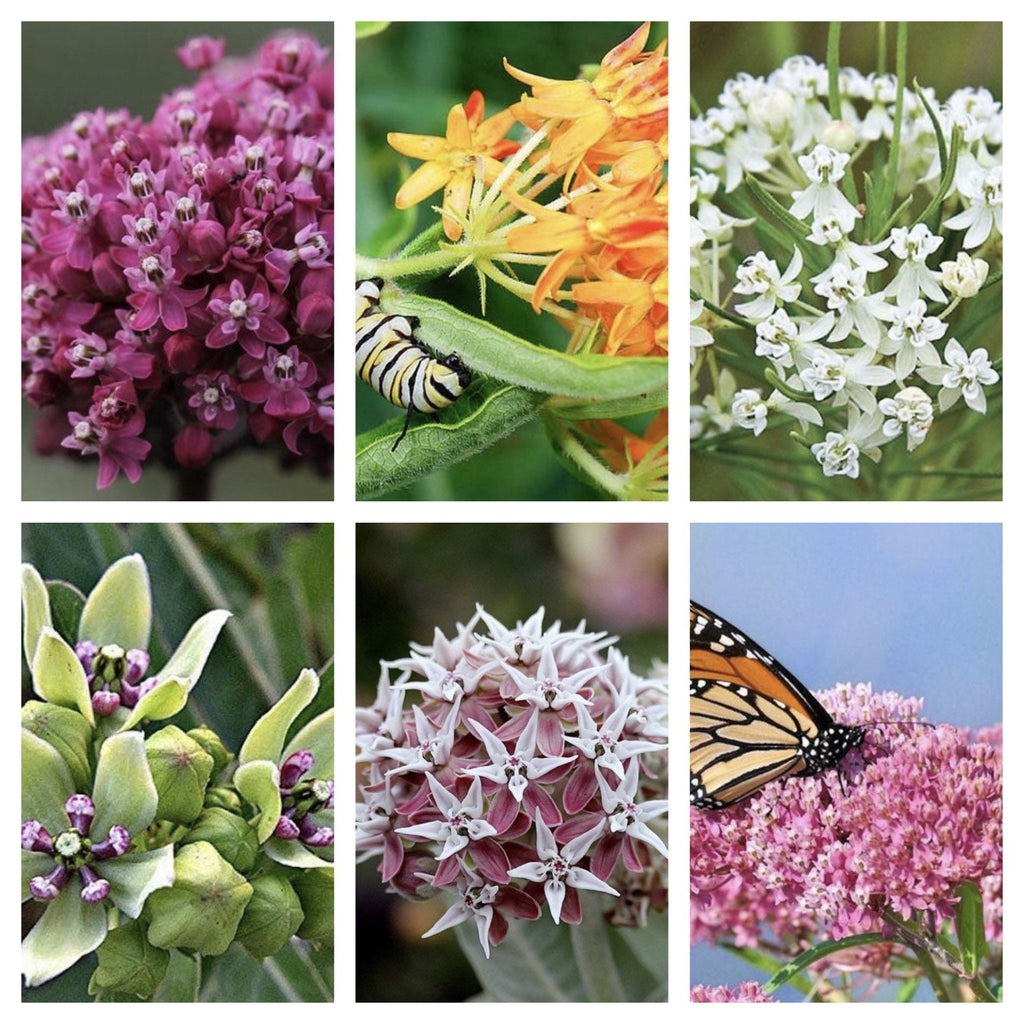 6 Pack Milkweed Collection (seeds are separated) Prairie, Common, Orange, Showy, Swamp and Whorled MW0720E