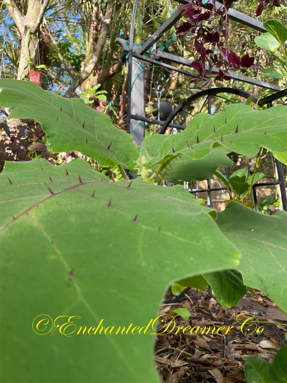 Naranjilla Seeds, Bed of Nails, Lulo, Solanum Quitoense QU0110