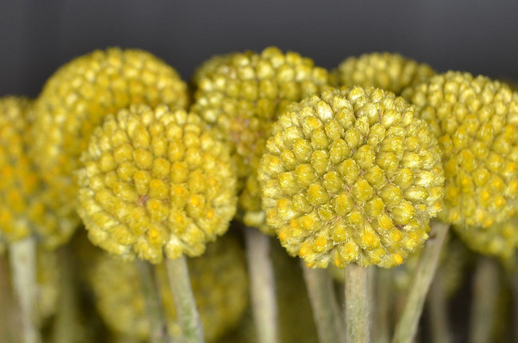 Billy Button Seeds, Craspedia, Billy Balls, Craspedia Globosa CD0150