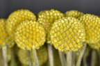 Billy Button Seeds, Craspedia, Billy Balls, Craspedia Globosa CD0150