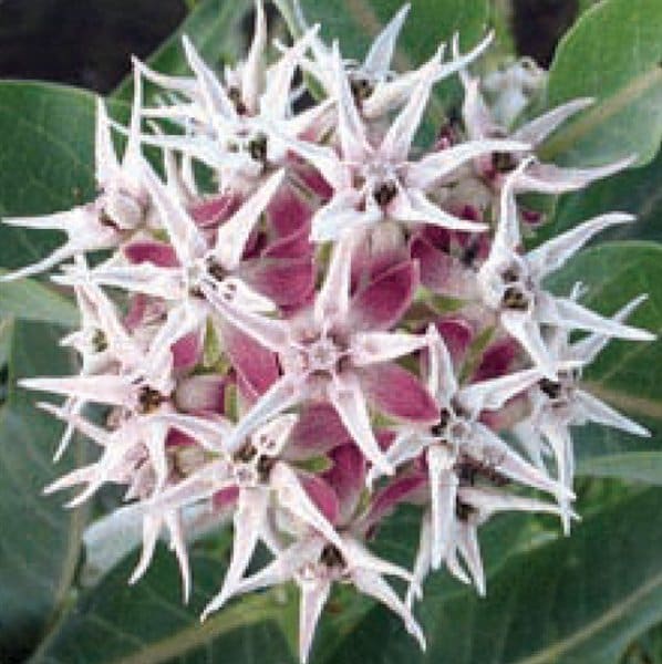 6 Pack Milkweed Collection (seeds are separated) Prairie, Common, Orange, Showy, Swamp and Whorled MW0720E