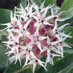 6 Pack Milkweed Collection (seeds are separated) Prairie, Common, Orange, Showy, Swamp and Whorled MW0720E