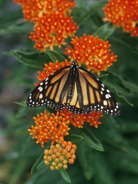 6 Pack Milkweed Collection (seeds are separated) Prairie, Common, Orange, Showy, Swamp and Whorled MW0720E