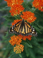 6 Pack Milkweed Collection (seeds are separated) Prairie, Common, Orange, Showy, Swamp and Whorled MW0720E