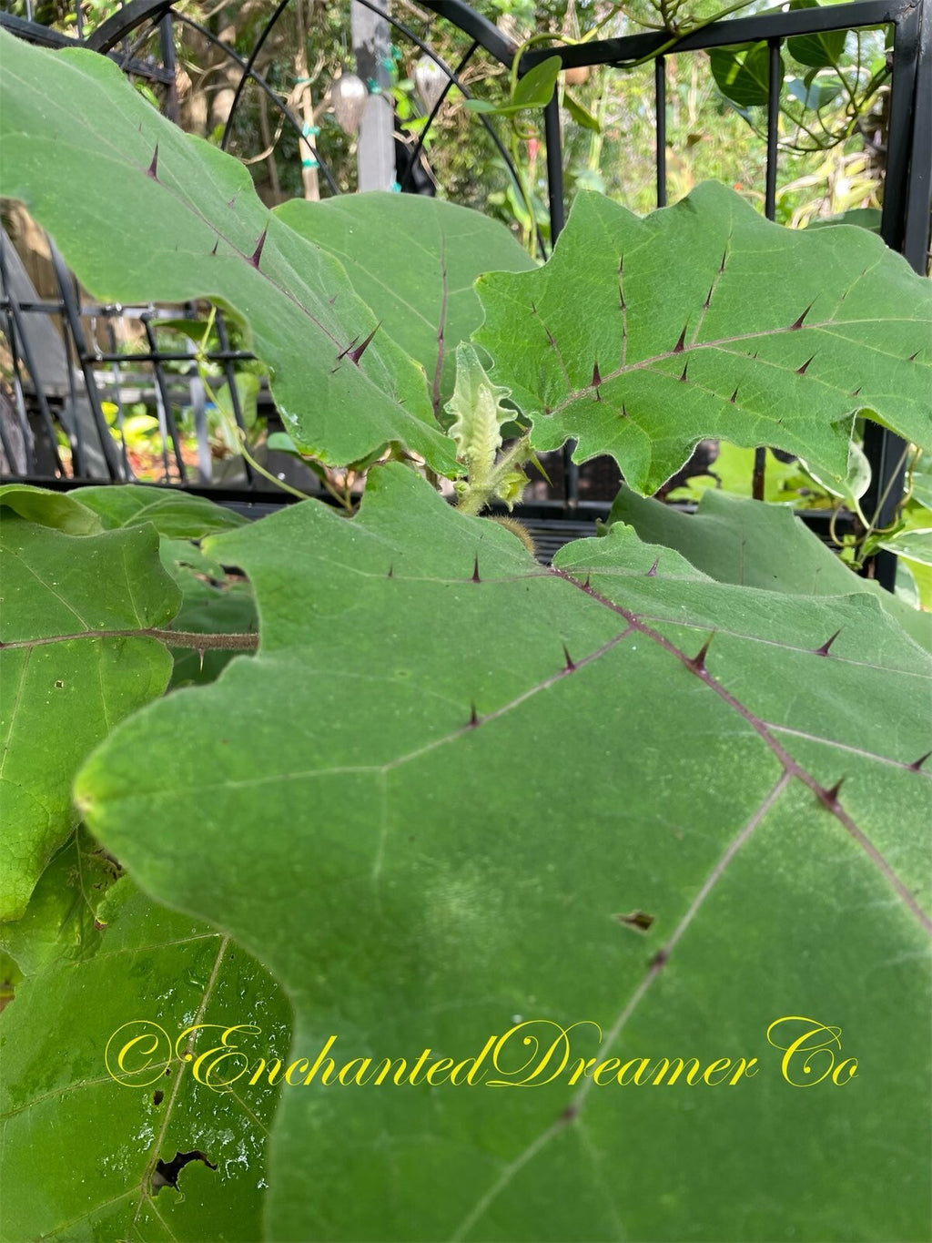 Naranjilla Seeds, Bed of Nails, Lulo, Solanum Quitoense QU0110